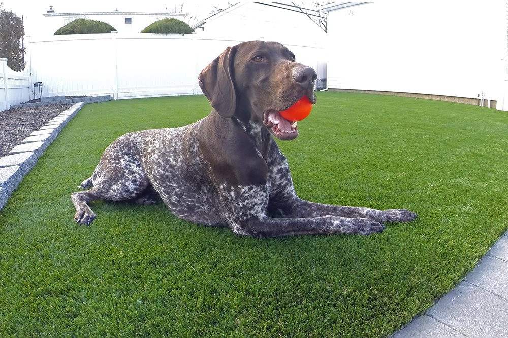 Austin artificial turf for dogs